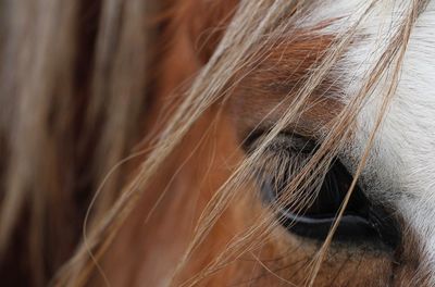 Full frame shot of horse