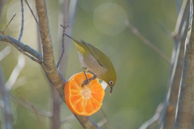 Bird perching on a tree