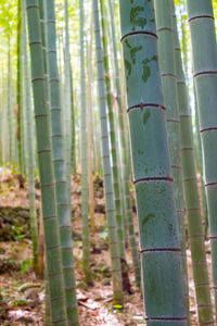 Close-up of bamboo trees in forest