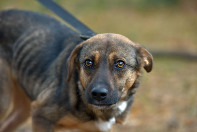 Close-up portrait of dog