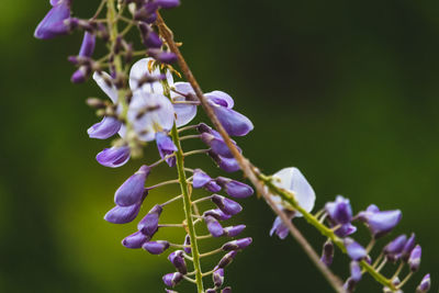 Wisteria in bloom, england, may 2021