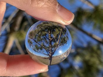 Cropped hand holding crystal ball with reflection of tree