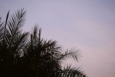 Low angle view of silhouette tree against sky during sunset