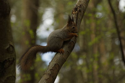 Squirrel on tree trunk