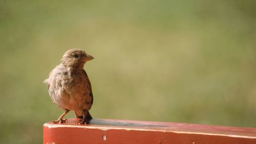 Close-up of bird perching outdoors