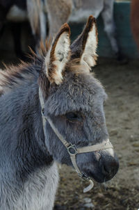 Close-up of an animal