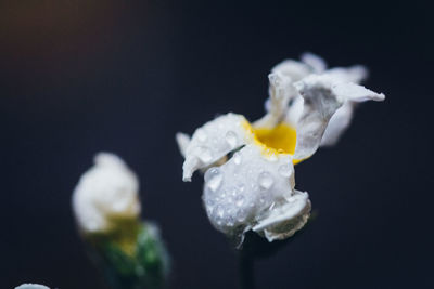 Close-up of flower over black background