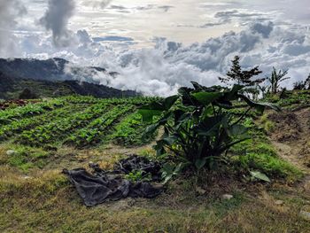 Farming in the clouds, sabah