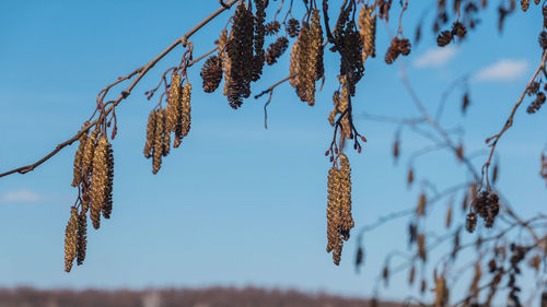 Alder earrings