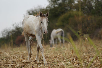Horses standing in a field