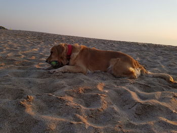 Dog relaxing on beach