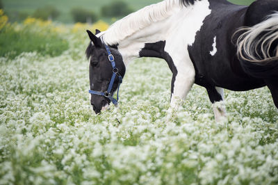 Close-up of a horse on field