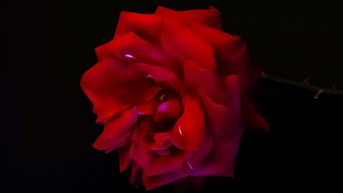 Close-up of red flower over black background