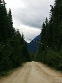 Road passing through forest