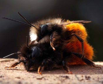 Close-up of bee