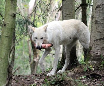 White wolf in forest