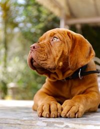 Close-up of a dog looking away