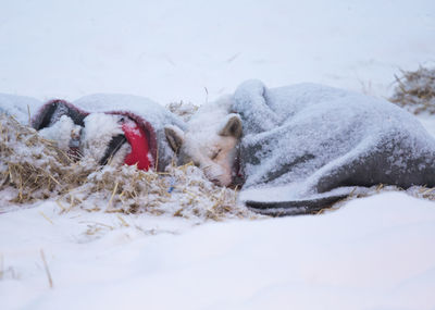 Beautiful alaskan husky dogs resting during a long distance sled dog race in norway. dogs in snow.
