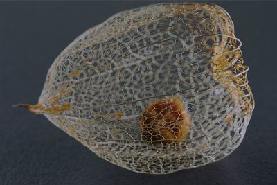 Close-up of fruit against black background