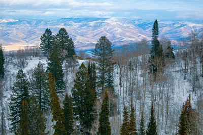 Panoramic view of pine trees on snowcapped mountains against sky