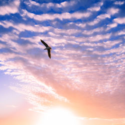 Low angle view of eagle flying against sky