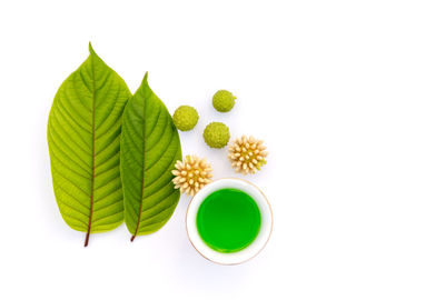 High angle view of potted plant against white background