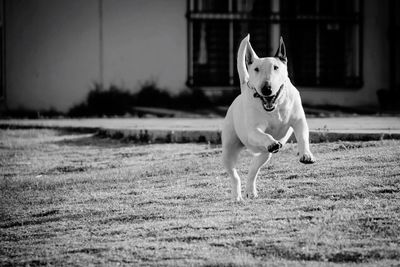 Dog running on field at back yard