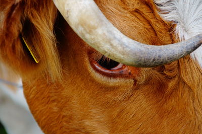 Close-up of cow