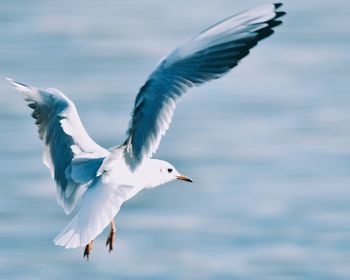 Seagulls flying over sea