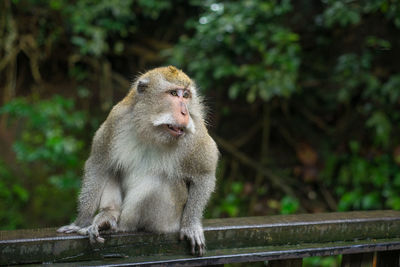 Monkey sitting on railing against trees