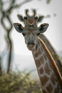 Close-up of southern giraffes mirroring each other