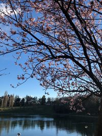 View of cherry tree in lake