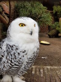 Close-up portrait of owl perching outdoors