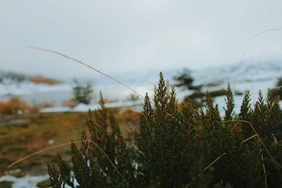 Close-up of plants against sky