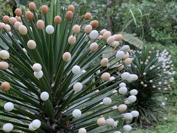 Close-up of white egg shells on plant at bellavista on santa cruz island galapagos 