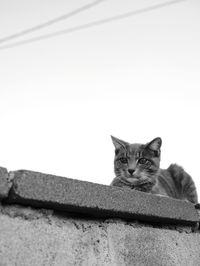 Portrait of cat by wall against clear sky