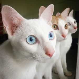 Close-up of cats looking away