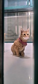 Portrait of a cat sitting on window