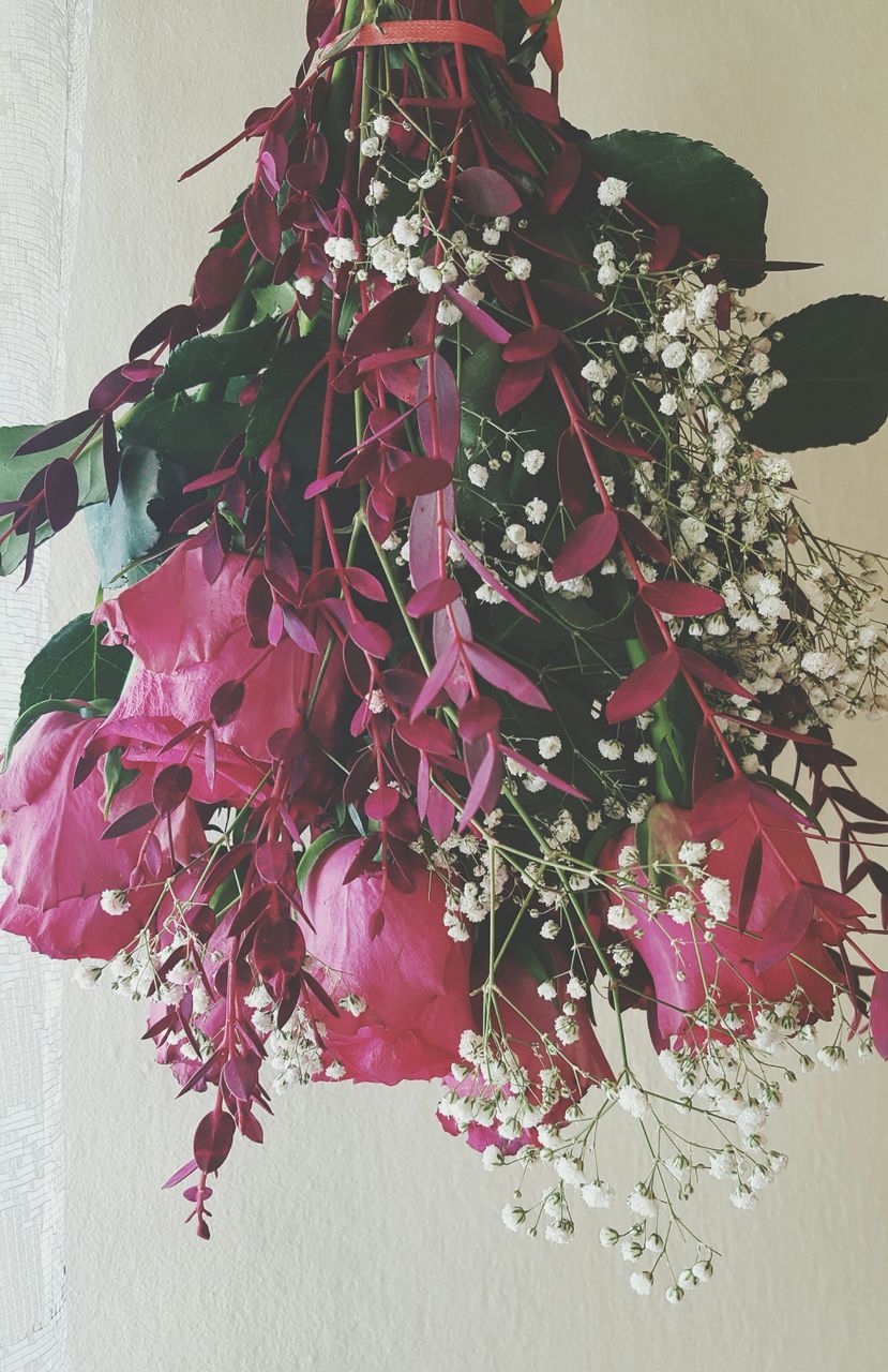 CLOSE-UP OF PINK FLOWERS ON WALL