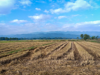 Scenic view of agricultural field against sky