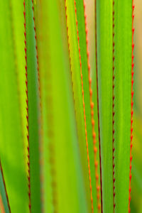 Full frame shot of succulent plant