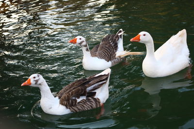 Swans and ducks swimming on lake