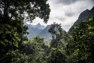 Trees growing in forest against sky