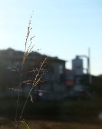 Close-up of plant against blurred background