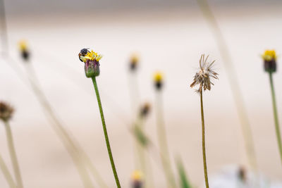 Close-up of insect on flower