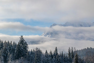 Scenic view of forest against sky during winter