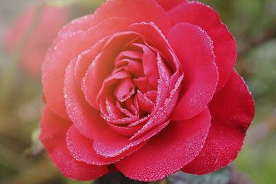 Close-up of wet red rose