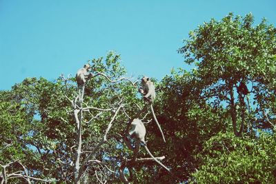 Low angle view of trees against clear blue sky