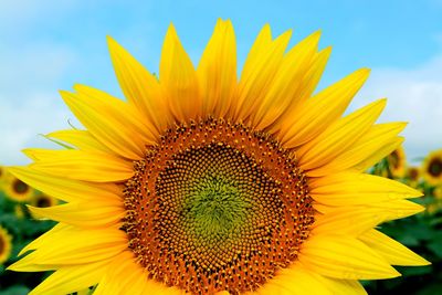 Close-up of sunflower