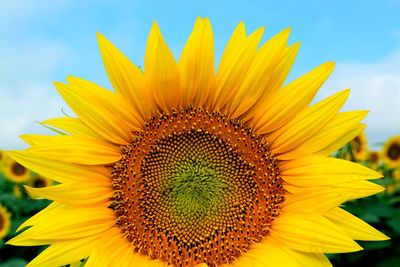 Close-up of yellow flower against the sky